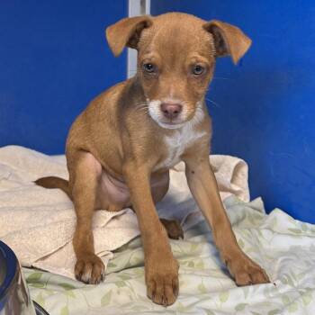 Mixed Breed Dogs Available for Adoption in Las Cruces, New Mexico - 105875 | PetCurious