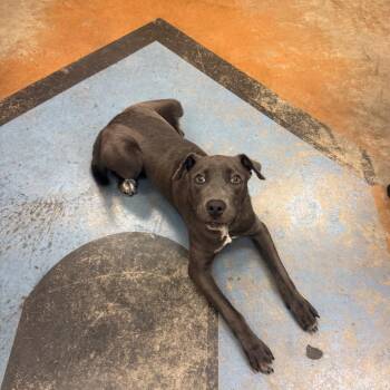 Mixed Breed Dogs Available for Adoption in Memphis, Tennessee - Grizzly (Kelvin) | PetCurious