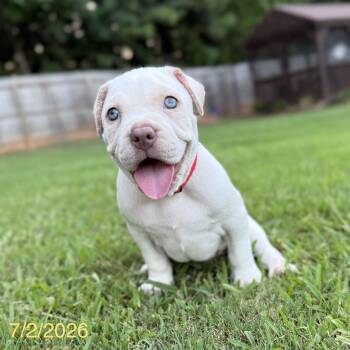Theodore -  Mixed Breed Dog for Adoption in Jackson, Georgia - Theodore | PetCurious