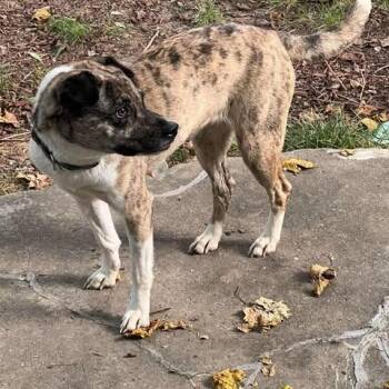 Luna -  Catahoula Leopard Dog and Mixed Breed Dog for Adoption in Overland Park, Kansas - Luna | PetCurious