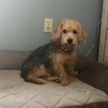 Chex Mix -  Mixed Breed Dog for Adoption in Toms River, New Jersey - Chex Mix | PetCurious