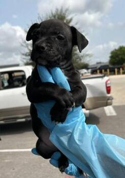 CICERO -  Hound Dog for Adoption in San Antonio, Texas - CICERO | PetCurious