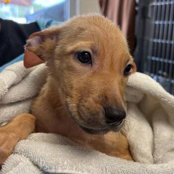 Tinkerbell -  Terrier and Mixed Breed Dog for Adoption in San Antonio, Texas - Tinkerbell | PetCurious