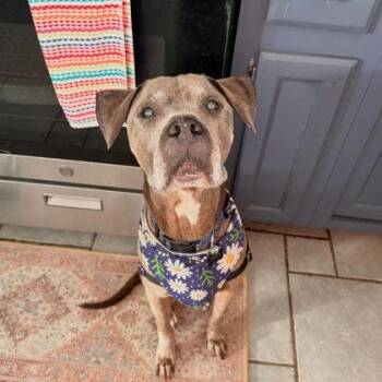 Oldie B Goodie -  Pit Bull Terrier and Mixed Breed Dog for Adoption in Atlanta, Georgia - Oldie B Goodie | PetCurious