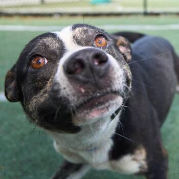 Mixed Breed Dogs Available for Adoption in Memphis, Tennessee - TILLMAN | PetCurious