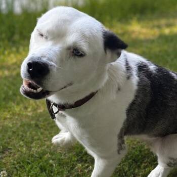 Wex -  Pit Bull Terrier Dog for Adoption in East St. Louis, Illinois - Wex | PetCurious