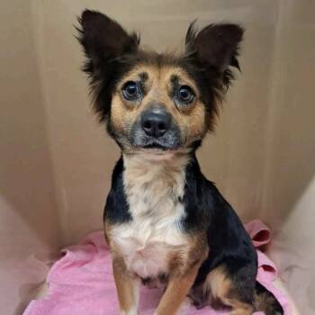 Australian Shepherd and Jack Russell Terrier Dogs Available for Adoption in Cedarburg, Wisconsin - Flamingo | PetCurious
