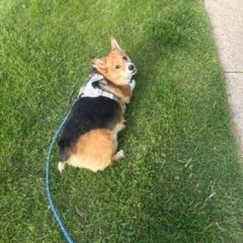 Bronco -  Corgi Dog Available for Adoption in Campton Hills, Illinois - Bronco | PetCurious