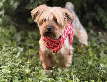 Ducky -  Yorkshire Terrier Dog Available for Adoption in Irwin, Pennsylvania - Ducky | PetCurious