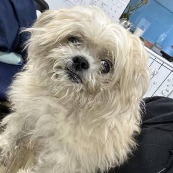Shih Tzu Dogs Available for Adoption in Newark, New Jersey - Jello | PetCurious