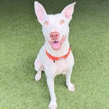 Wanda -  Mixed Breed Dog for Adoption in West Palm Beach, Florida - Wanda | PetCurious