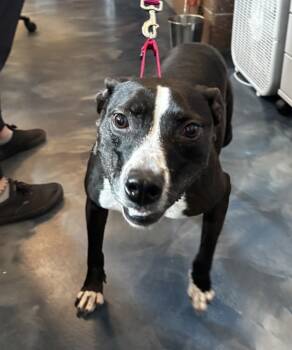 Rescue Bull Terrier Dogs for Adoption in Pontiac, Michigan - Pepper | PetCurious