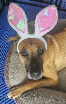 Rescue Pit Bull Terrier Dogs for Adoption in Waxahachie, Texas - Louise (LuLu) | PetCurious