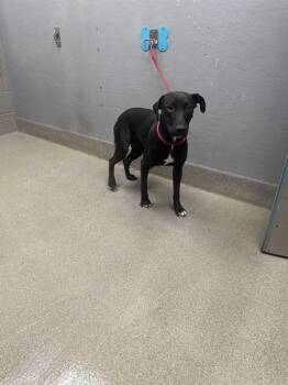 Rescue German Shepherd Dog and Mixed Breed Dogs for Adoption in Las Vegas, Nevada - LUNA | PetCurious