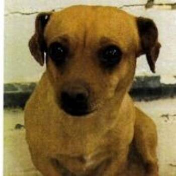 Chihuahua and Dachshund Dogs Available for Adoption in Hawthorne, California - Joey | PetCurious