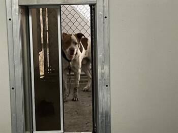BENJI -  Pit Bull Terrier and Mixed Breed Dog for Adoption in Ocala, Florida - BENJI | PetCurious