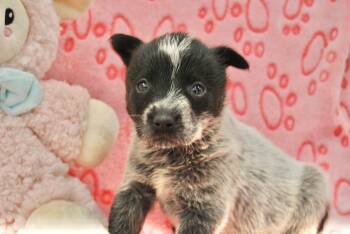 Australian Cattle Dog Blue Heeler Dogs Available for Adoption - PANINI | PetCurious