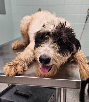 Sheila -  Terrier Dog for Adoption in Athens, Tennessee - Sheila | PetCurious