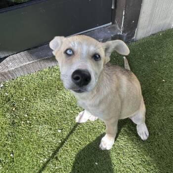 Pepper 9468 -  Husky Dog for Adoption in Loxahatchee Groves, Florida - Pepper 9468 | PetCurious
