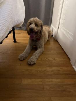 Golden Retriever and Standard Poodle Dogs Available for Adoption - Astro- Pending Adoption | PetCurious