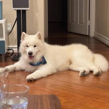Luka -  Samoyed Dog for Adoption in Los Angeles, California - Luka | PetCurious