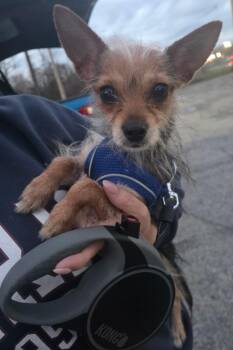 Yorkshire Terrier and Chihuahua Dogs Available for Adoption in Merrillville, Indiana - Harriet | PetCurious