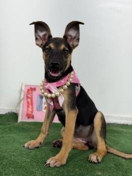 Jellybean-One of our Amazing Rescue Dogs -  German Shepherd Dog and Whippet Dog for Adoption in Carlsbad, California - Jellybean-One Of Our Amazing Rescue Dogs | PetCurious