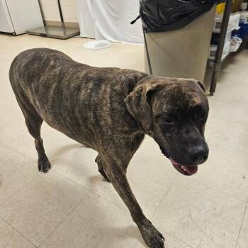 SCFL-Stray-66933 -  Mixed Breed Dog for Adoption in Lake Panasoffkee, Florida - SCFL-Stray-66933 | PetCurious