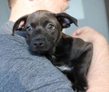 Rescue Mixed Breed Dogs for Adoption in Pflugerville, Texas - Enya | PetCurious