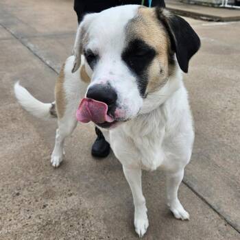 Saint Bernard and Mixed Breed Dogs Available for Adoption in Lake Jackson, Texas - Shelly | PetCurious