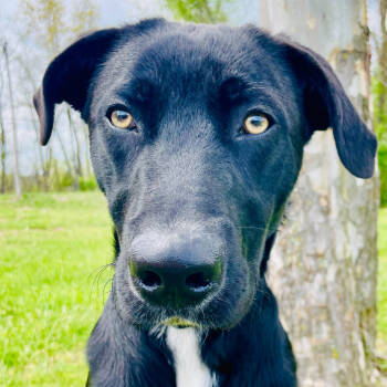 Rescue Black Labrador Retriever Dogs for Adoption in Lebanon, Missouri - Toby | PetCurious