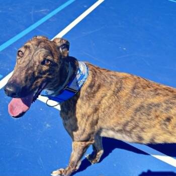 Greyhound Dogs Available for Adoption in Venice, Florida - Alohas Rock (Rock) | PetCurious