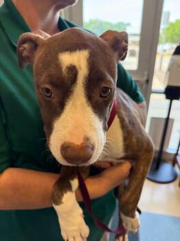 Pit Bull Terrier Dogs Available for Adoption in Little Elm, Texas - Seven | PetCurious