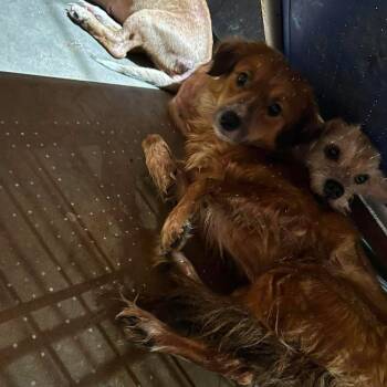 Dorthy -  Terrier Dog for Adoption in Madill, Oklahoma - Dorthy | PetCurious