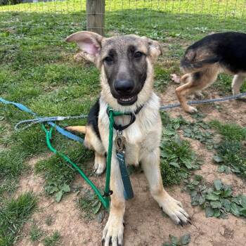 German Shepherd Dog Dogs Available for Adoption in Phoenixville, Pennsylvania - Miles | PetCurious