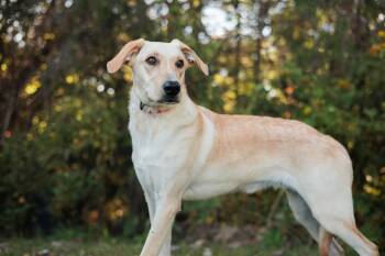 Rescue Labrador Retriever and Mixed Breed Dogs for Adoption in Gradyville, Kentucky - Rowan | PetCurious