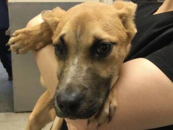 Pit Bull Terrier Dogs Available for Adoption - MAZE | PetCurious