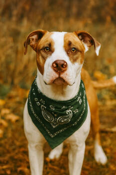 Rescue Hound Dogs for Adoption in Dickson, Tennessee - Budrick | PetCurious