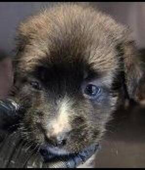 Shepherd and Labrador Retriever Dogs Available for Adoption in Thompson Falls, Montana - Brette | PetCurious