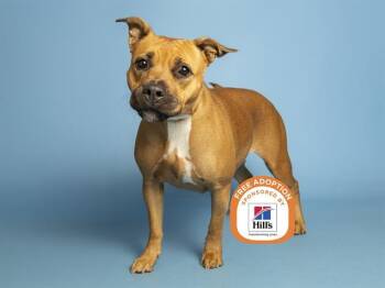 ROSY -  Pit Bull Terrier Dog for Adoption in Phoenix, Arizona - ROSY | PetCurious
