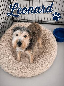 Schnauzer Dogs Available for Adoption in Momence, Illinois - Leonard  | PetCurious