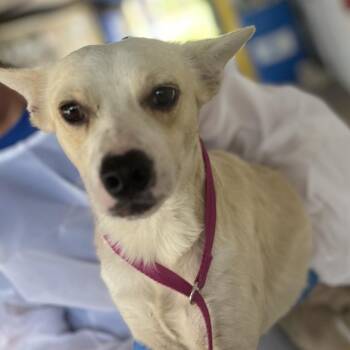 Shepherd Dogs Available for Adoption in Edinburg, Texas - R2-D2 | PetCurious