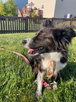 Oakley -  Australian Shepherd Dog for Adoption in Union Grove, Wisconsin - Oakley | PetCurious