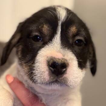 Parson Russell Terrier and Mixed Breed Dogs Available for Adoption in Greenfield, Indiana - Jemmy - Black | PetCurious