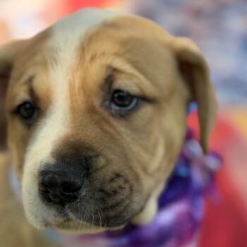 Sierra -  Australian Cattle Dog Blue Heeler and Labrador Retriever Dog for Adoption in Aledo, Texas - Sierra | PetCurious