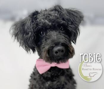 Robie -  Schnauzer and Poodle Dog for Adoption in Benton, Louisiana - Robie | PetCurious