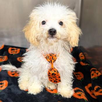 Clubber Lang -  Poodle Dog for Adoption in Wappingers Falls, New York - Clubber Lang | PetCurious