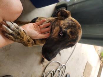 Rescue Cattle Dog Dogs for Adoption in Chinle, Arizona - Pickles | PetCurious