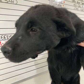 Australian Cattle Dog Blue Heeler and Mixed Breed Dogs Available for Adoption in Lake Havasu City, Arizona - Eclipse | PetCurious