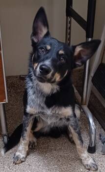 Rescue Cattle Dog Dogs for Adoption in Great Bend, Kansas - Bosco | PetCurious